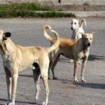 अफ्रीका से लाए गए चीतों को अक्टूबर के आखिर में जंगल में छोड़ा जाएगा