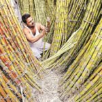 प्रमोद बंसल सर्वसम्मति से बने जेसीआई करनाल गोल्ड के प्रधान