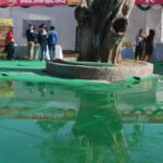 दिल्ली के कबूतर बाजार से 150 से अधिक तोते और कबूतर बचाए गए